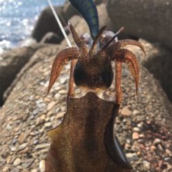 出勤前エギング(^。^)