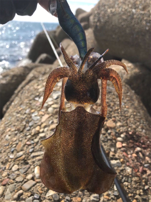 出勤前エギング(^｡^)