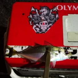 アジング練習 187