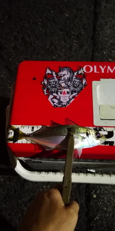 アジング練習 187