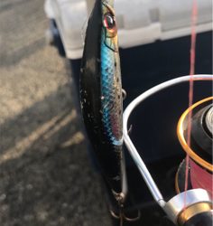 太刀魚調査とハマチ君