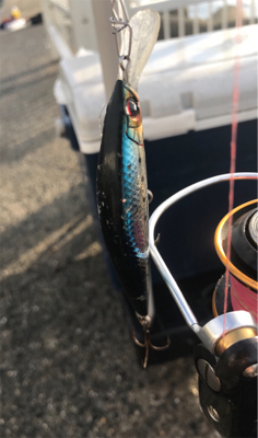 太刀魚調査とハマチ君