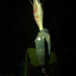 仕事終わってもエギング(^^)