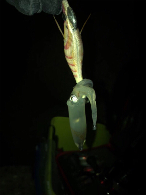 仕事終わってもエギング(^^)