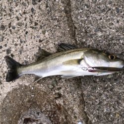 久しぶりのシーバス