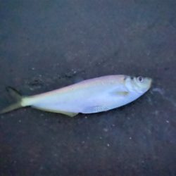 朝まずめ太刀魚