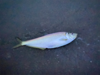 朝まずめ太刀魚