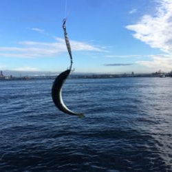 今朝も変わりなく小鯖。。。