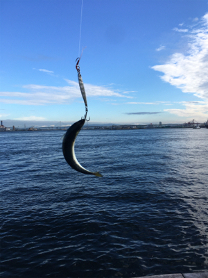 今朝も変わりなく小鯖。。。