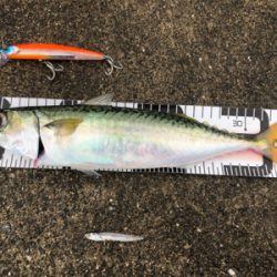 青物!ミニ波止でサワラさん(^^)