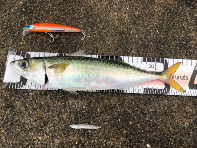 青物!ミニ波止でサワラさん(^^)