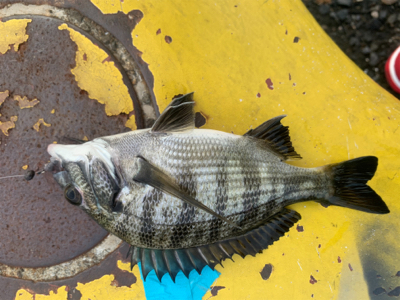 可愛いのしか、、、、