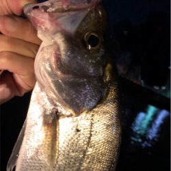 大阪湾奥パトロール