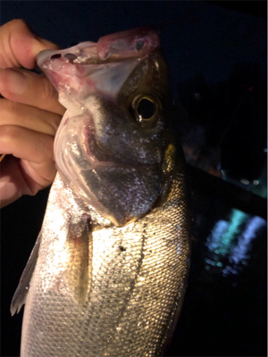 大阪湾奥パトロール