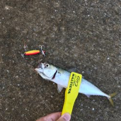 台風後の青タチ調査