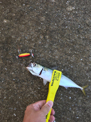 台風後の青タチ調査