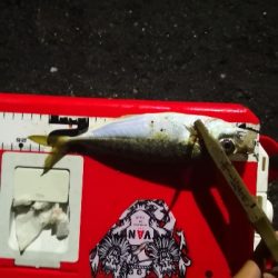 アジング練習 188