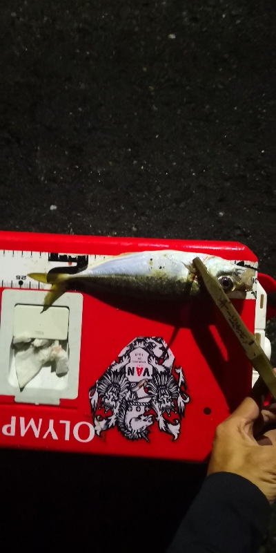 アジング練習 188