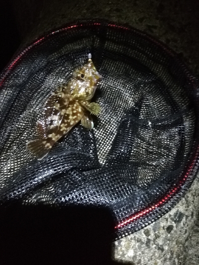 闇アジング。太刀魚全くダメです。