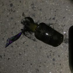 秋イカエギング