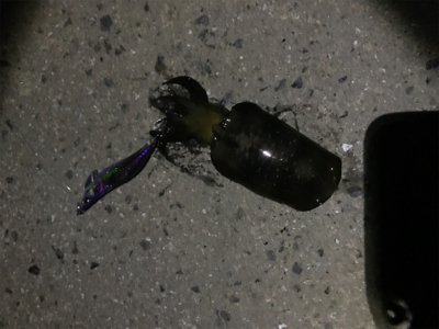 秋イカエギング