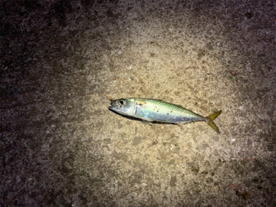 サバしかいない