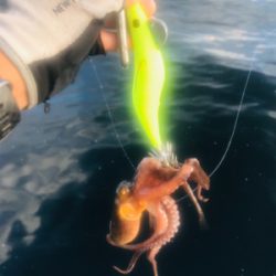 コスモスクエア釣果