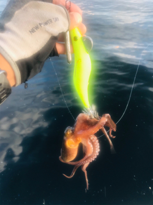 コスモスクエア釣果