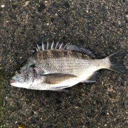 今年初タチウオ