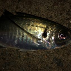 珍しく太刀魚狙い