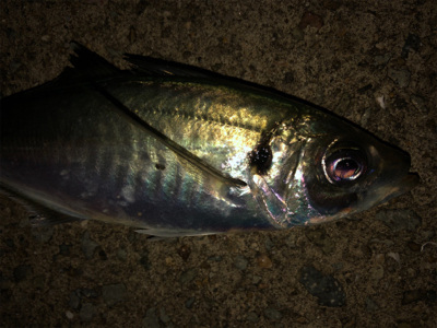 珍しく太刀魚狙い