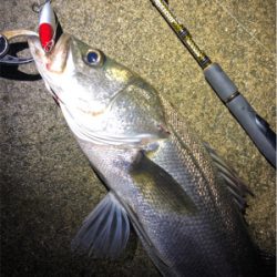 大阪シーバスパトロール