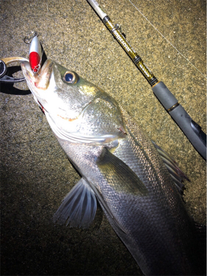 大阪シーバスパトロール