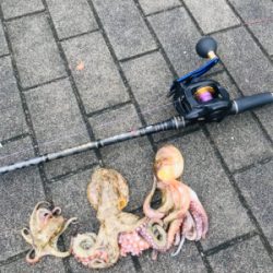 コスモスクエア釣果