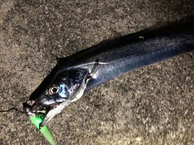 DAISO タチウオワーム 無双！