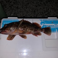 ガシラばっかり！