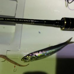 サバゲー 中層にカタクチ