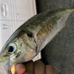 久々のアジング