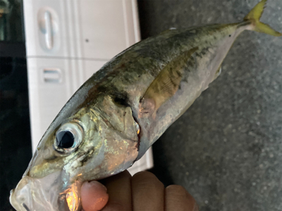 久々のアジング