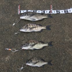 小型が多かったが4枚