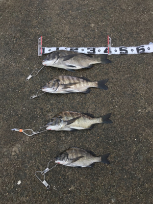 小型が多かったが4枚