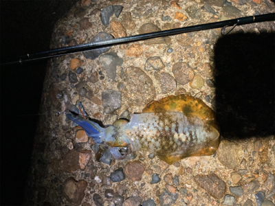 アオリエギング開幕？