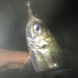 タチウオ居てません!2020ライトゲーム第26戦