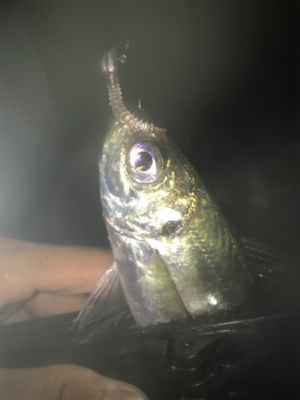 タチウオ居てません!2020ライトゲーム第26戦