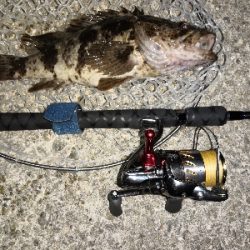 タケノコメバル35cm