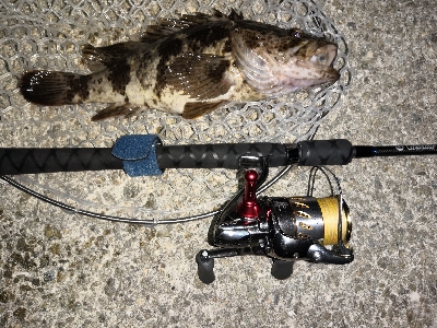 タケノコメバル35cm