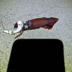 どうにか持ち帰りサイズの太刀魚