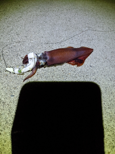 どうにか持ち帰りサイズの太刀魚