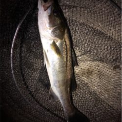 大阪湾奥パトロール