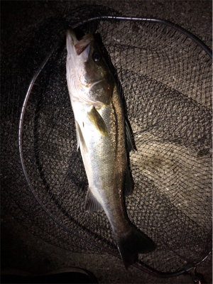 大阪湾奥パトロール